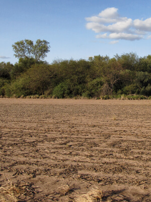 Frontera agrícola en Chaco