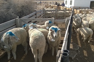 Articulo Ormaechea