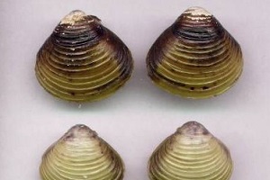 Articulo Pañella