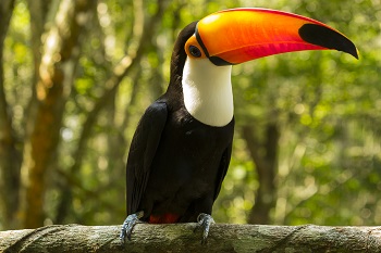 Tucan grande